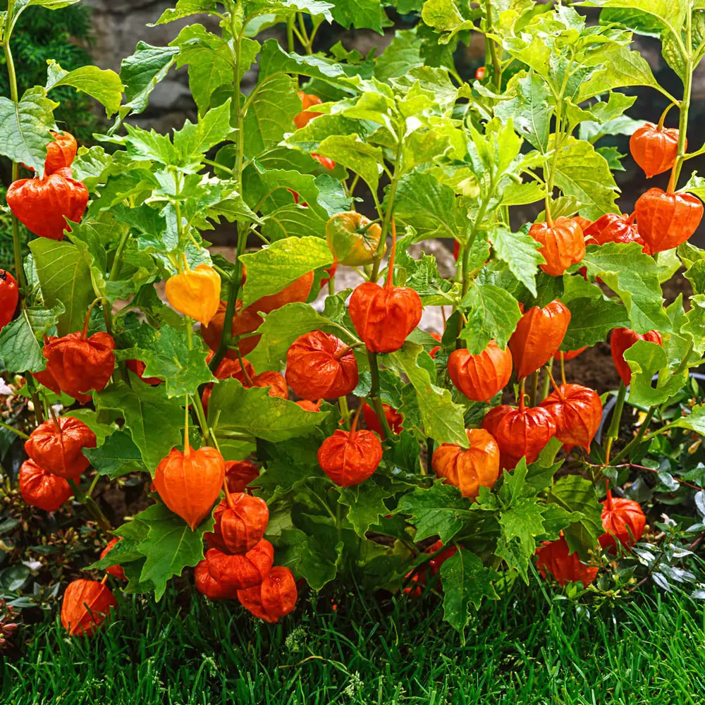 Chinese Lantern - Image 3