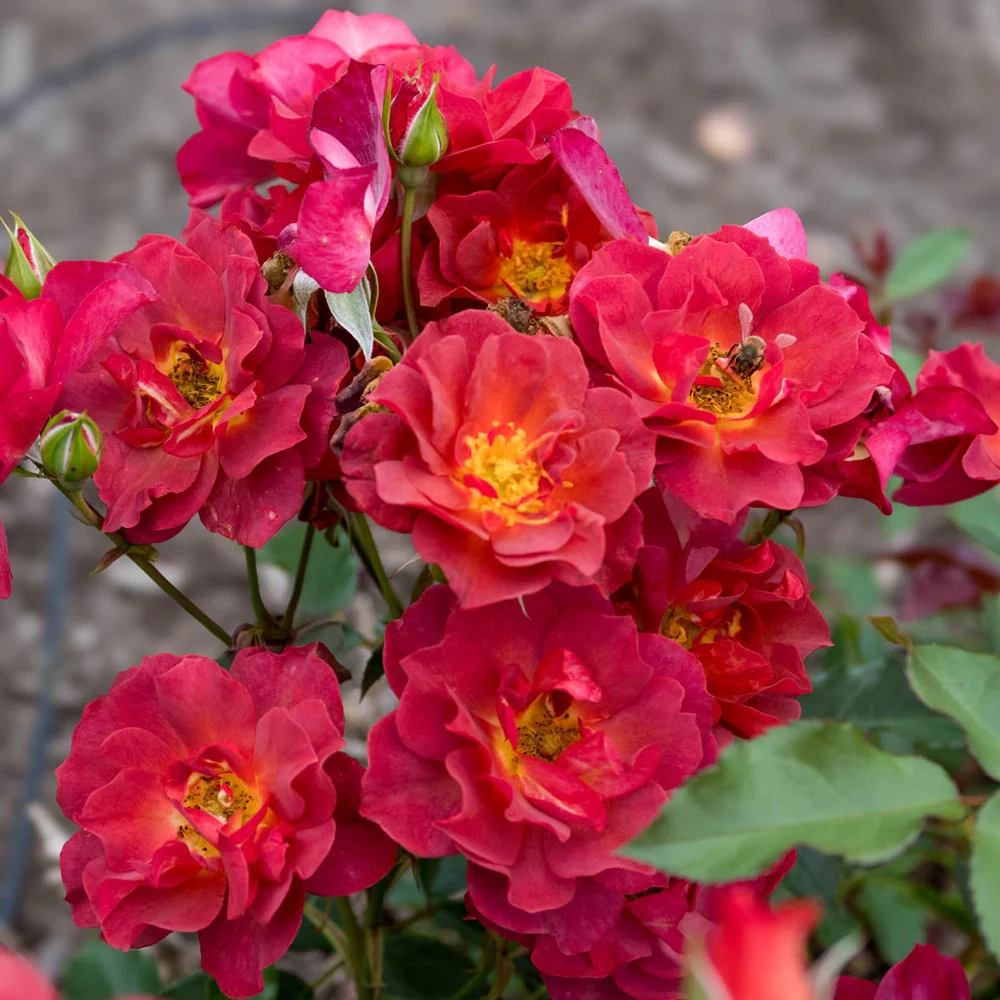 Cinco de Mayo™ Floribunda Rose - Image 4
