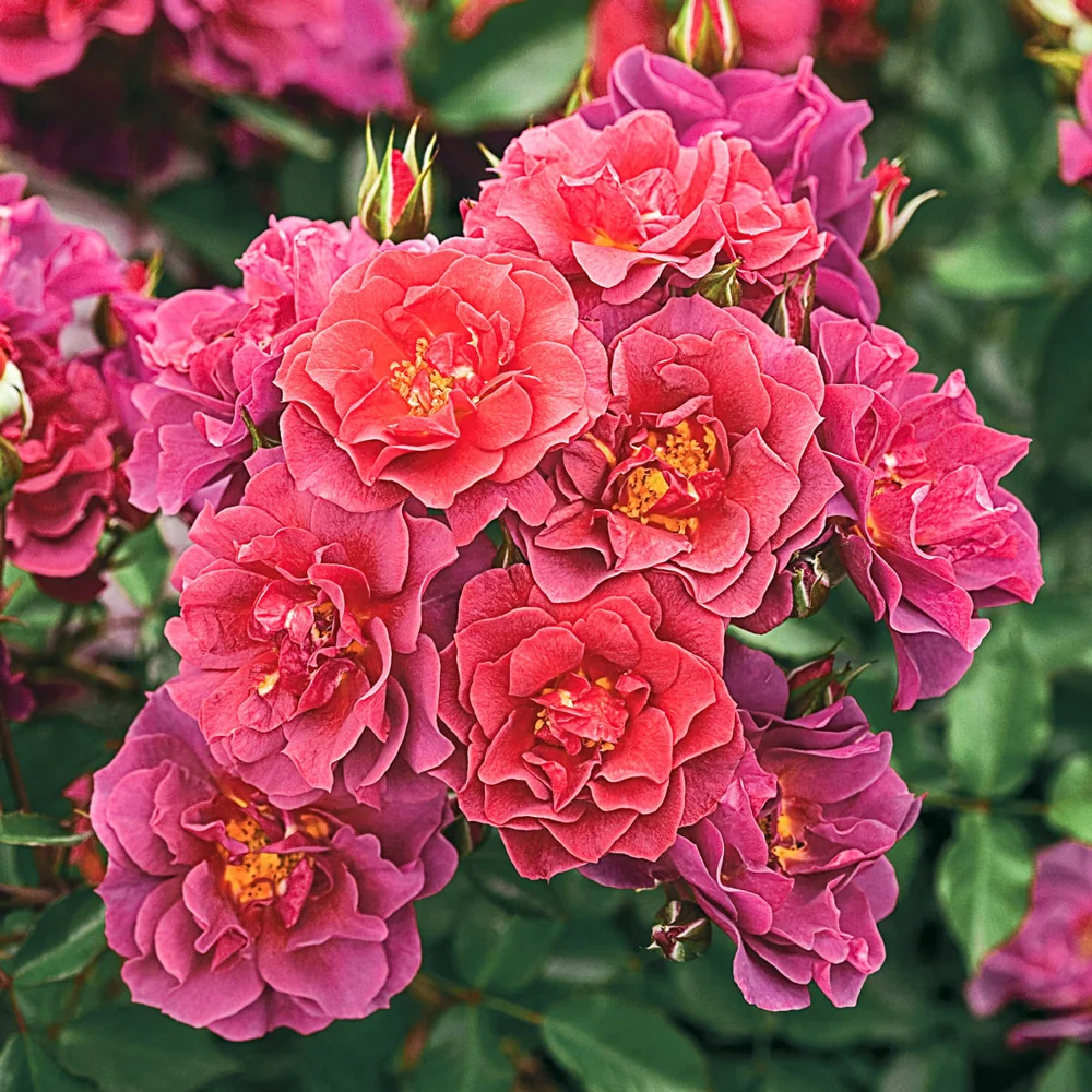 Cinco de Mayo™ Floribunda Rose - Image 5
