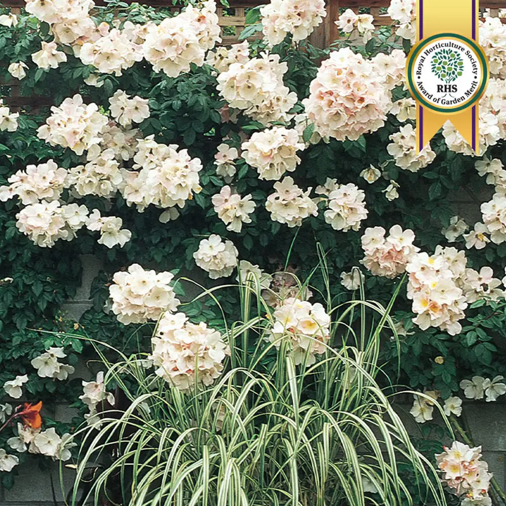 Climbing Rose Sally Holmes