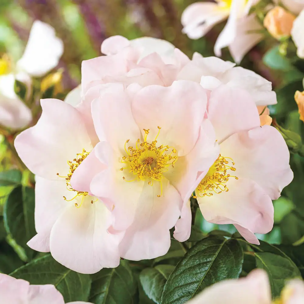 Climbing Rose Sally Holmes - Image 2