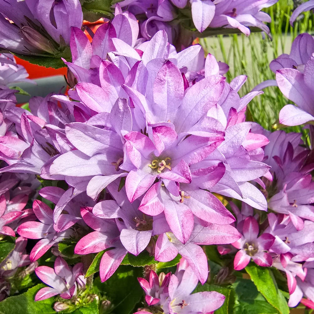 Clustered Bellflower Caroline - Image 2