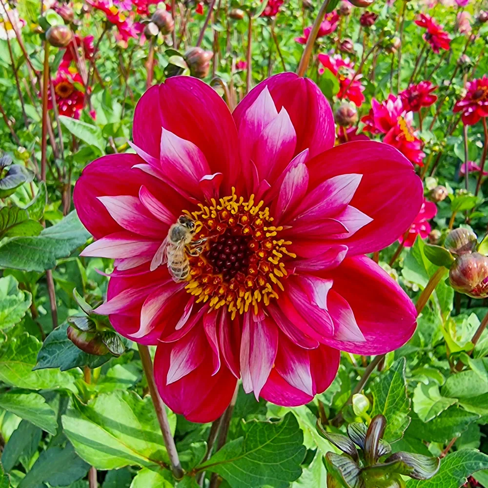 Collarette Dahlia Hootenanny Swan Island