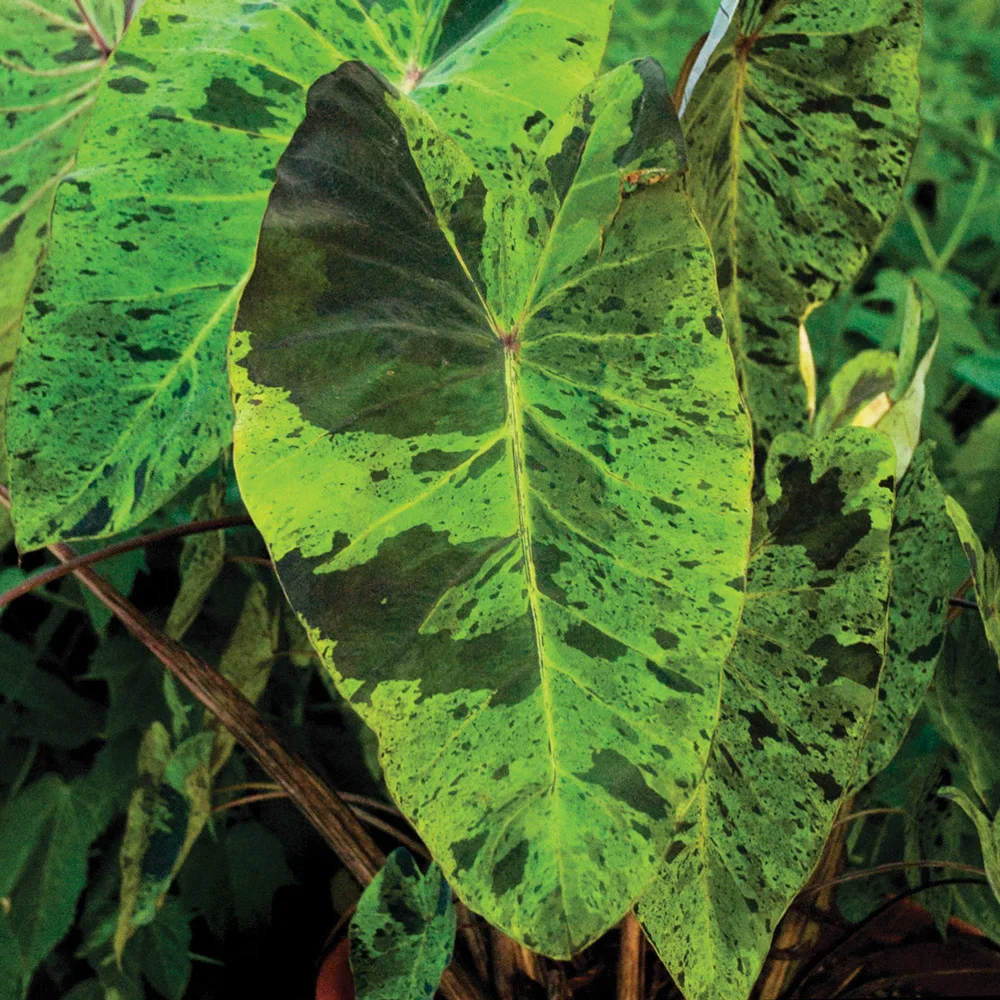 Elephant Ear Mojito - Image 2
