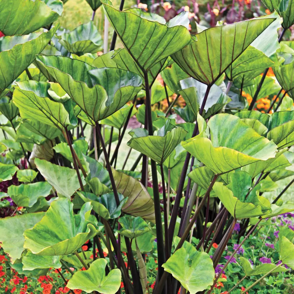 Colocasia Tea Cup