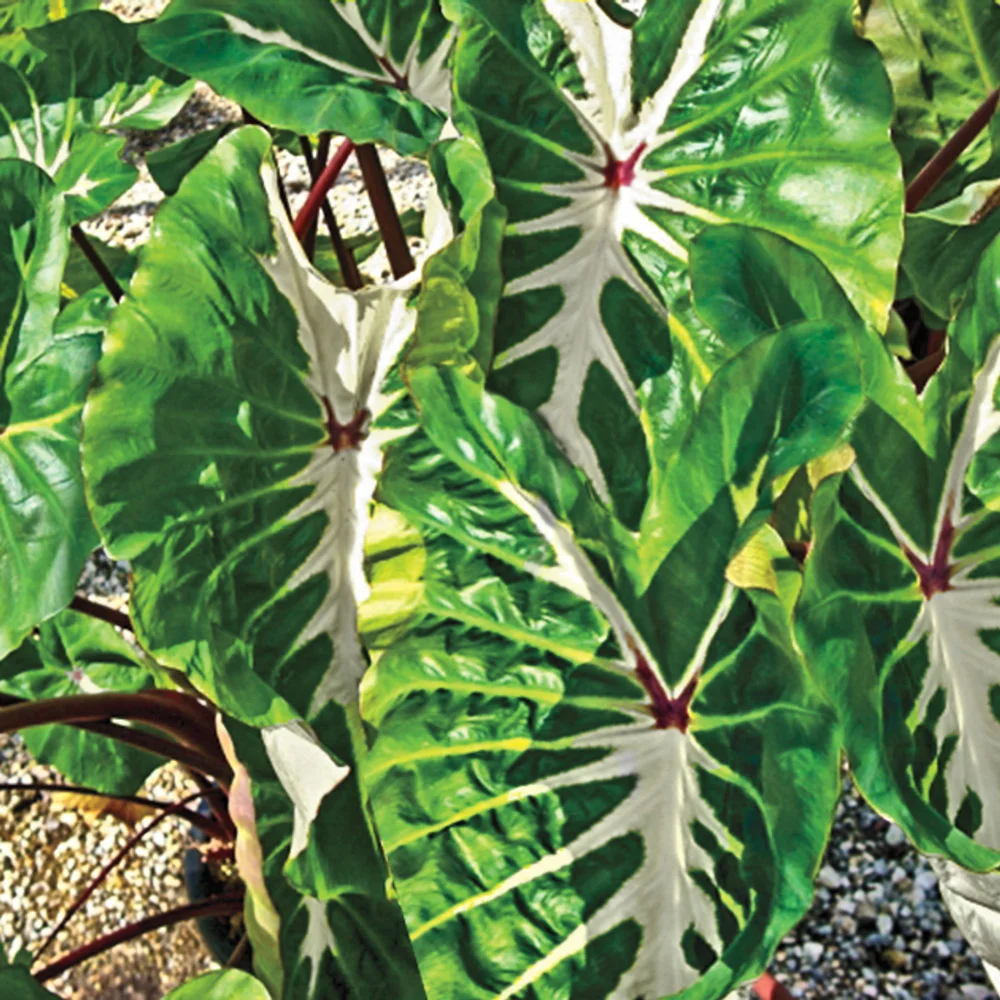Elephant Ear White Lava