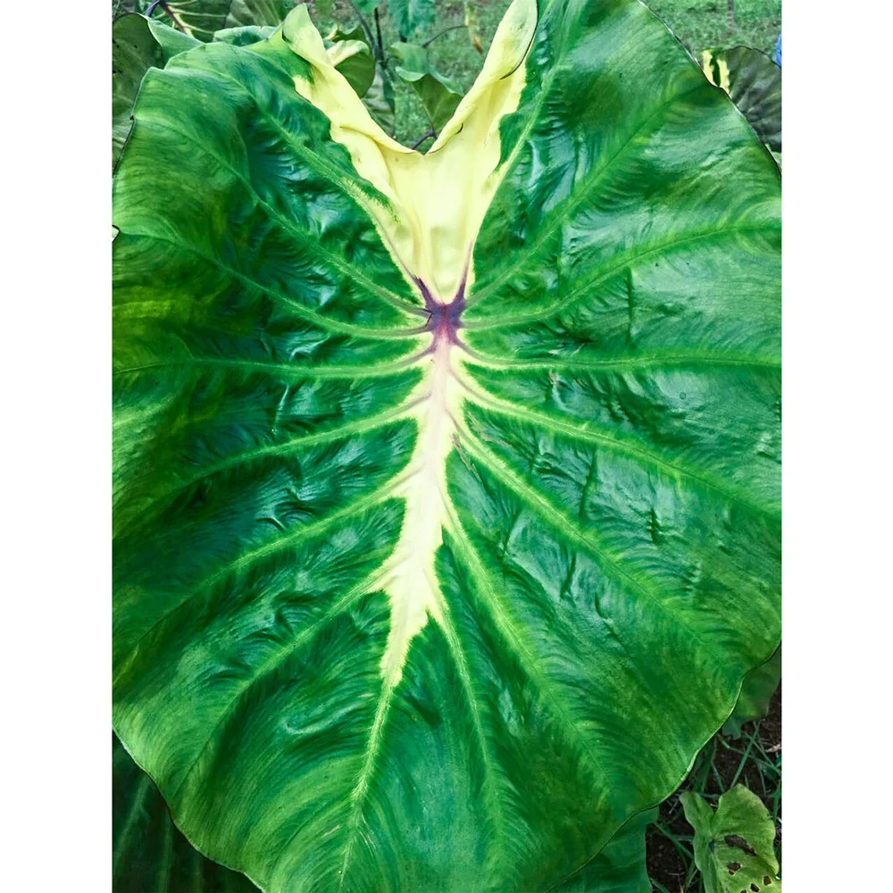 Elephant Ear White Lava - Image 3