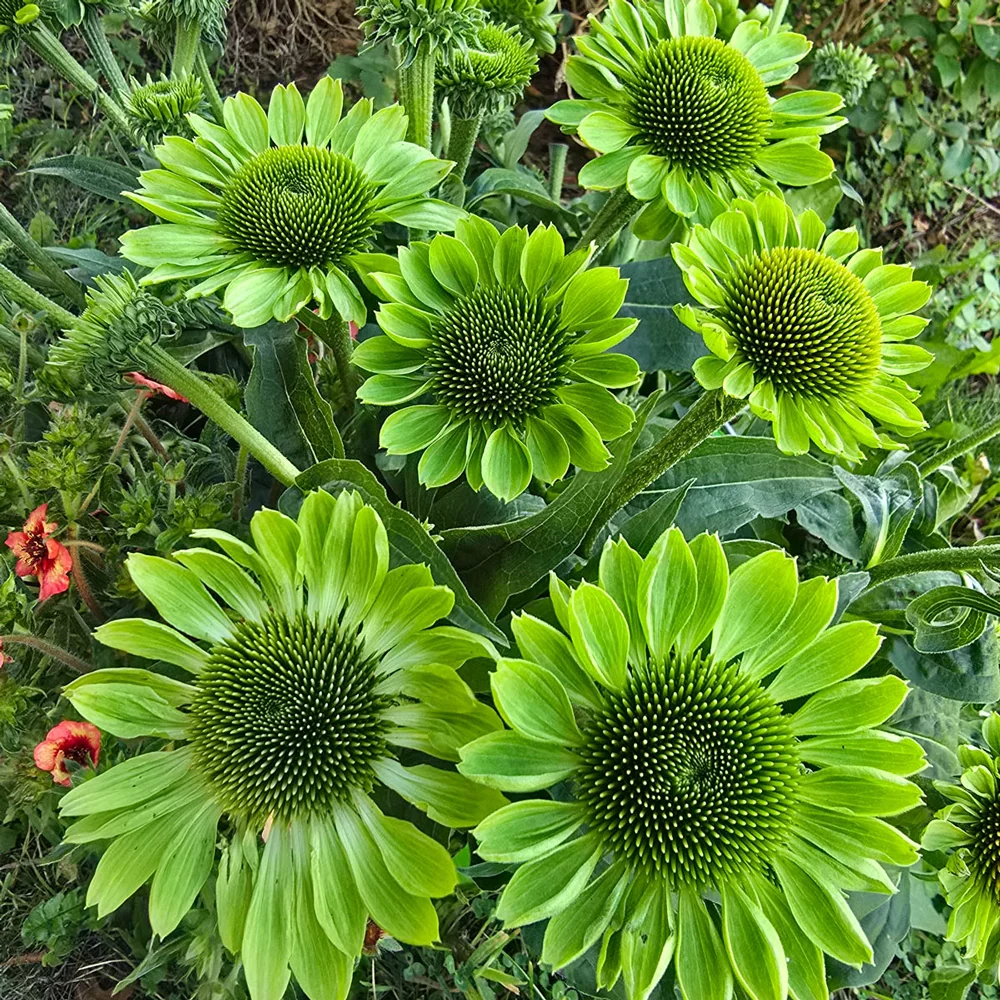Coneflower Alan's Pride - Image 2