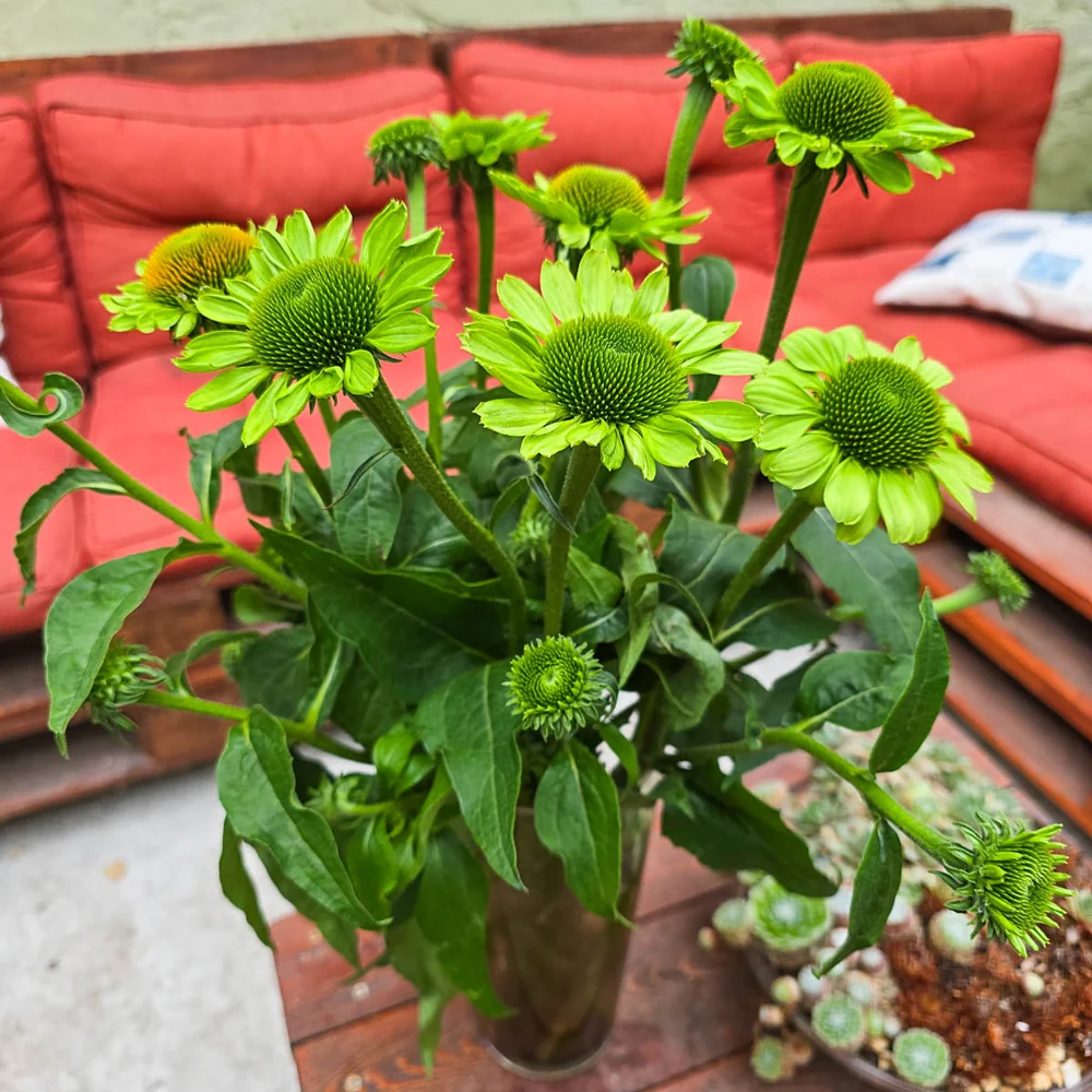Coneflower Alan's Pride - Image 4