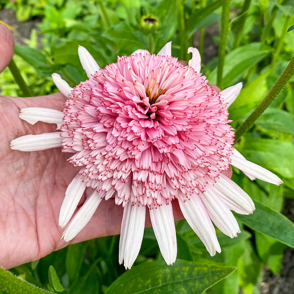 Coneflower Candy Floss - Image 2