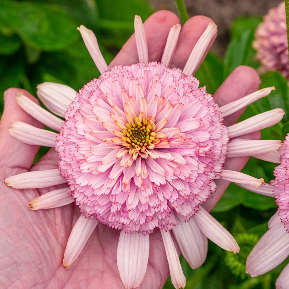 Coneflower Candy Floss - Image 3