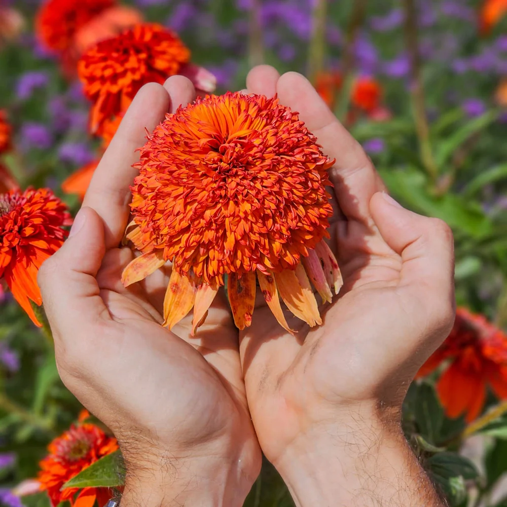 Coneflower Cheerleader Orange - Image 2