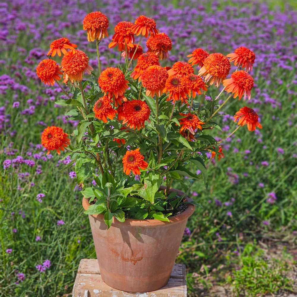 Coneflower Cheerleader Orange - Image 5