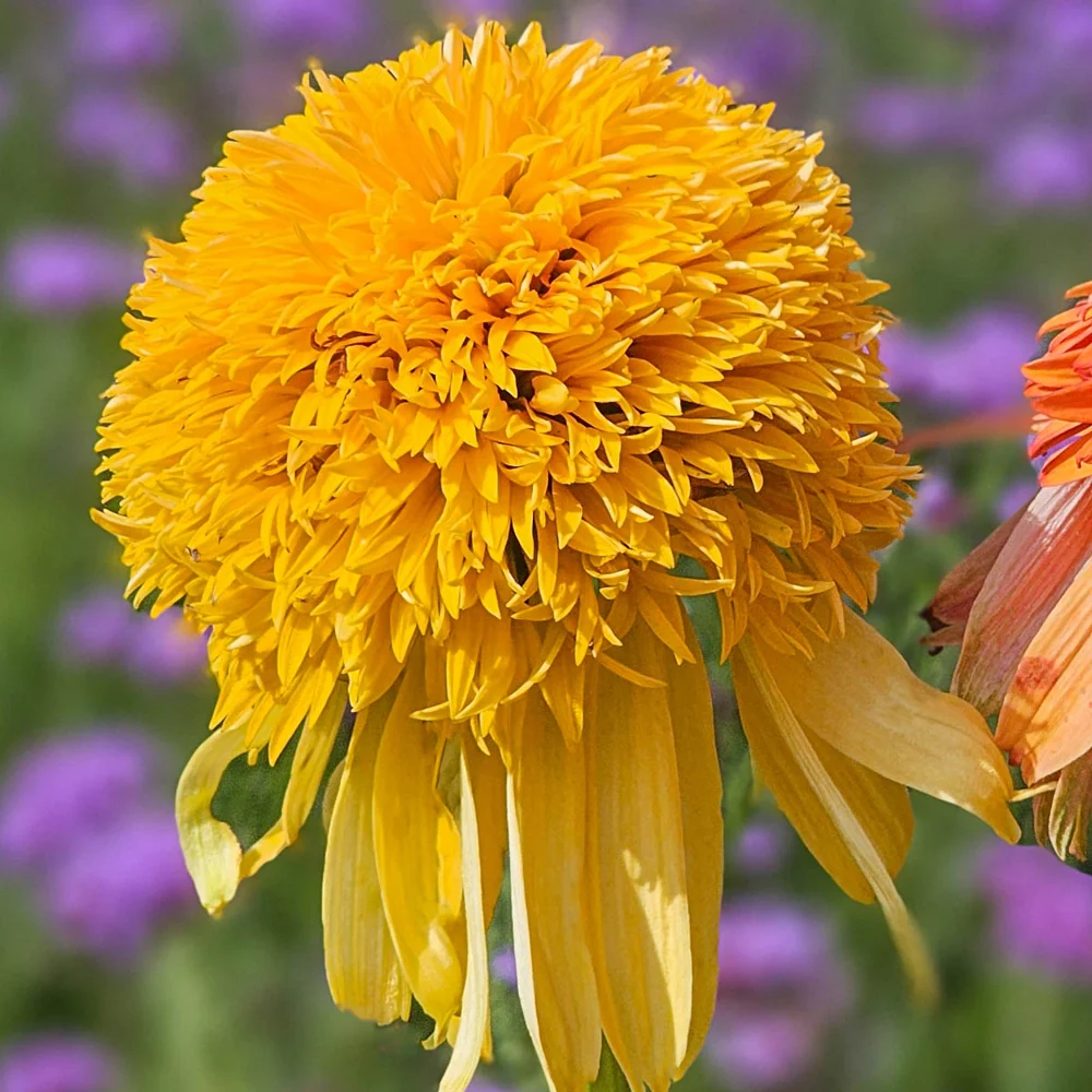 Coneflower Cheerleader Yellow - Image 2