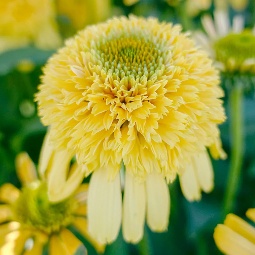 Coneflower Lemon Drop - Image 2