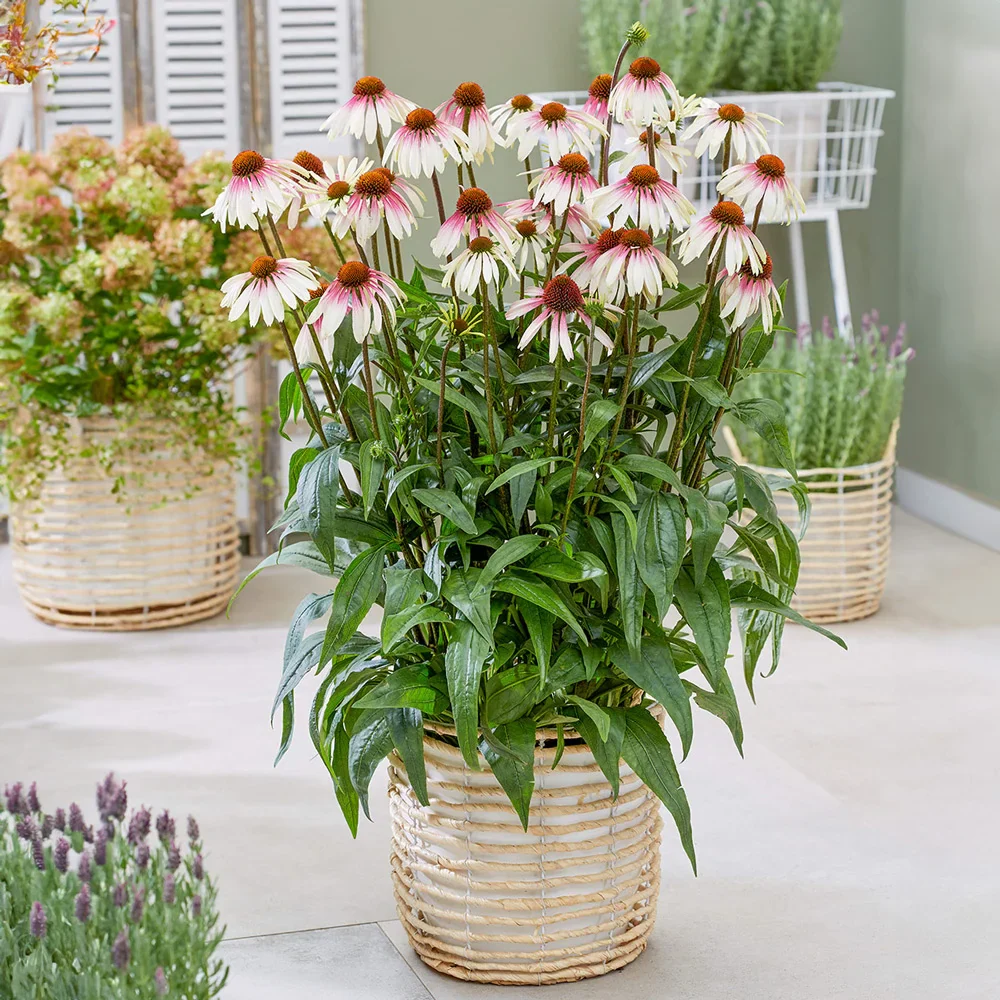 Coneflower Pretty Parasols - Image 3