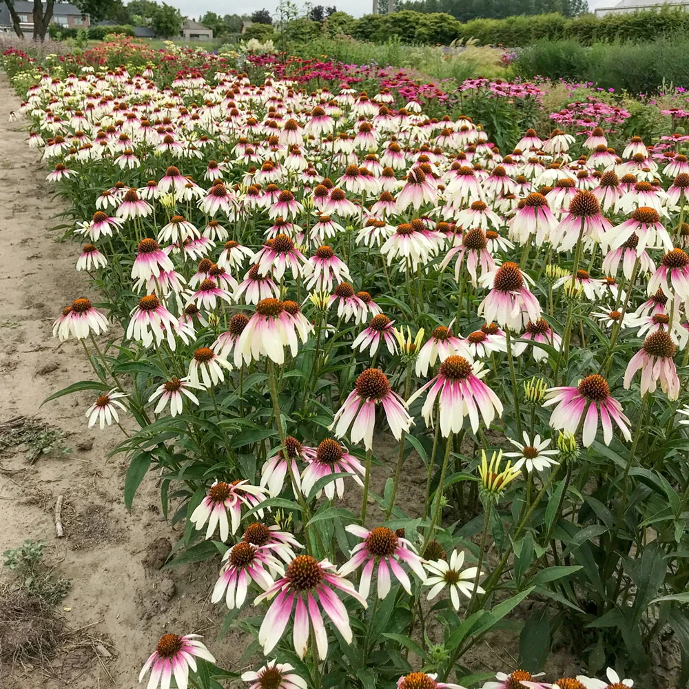 Coneflower Pretty Parasols - Image 4