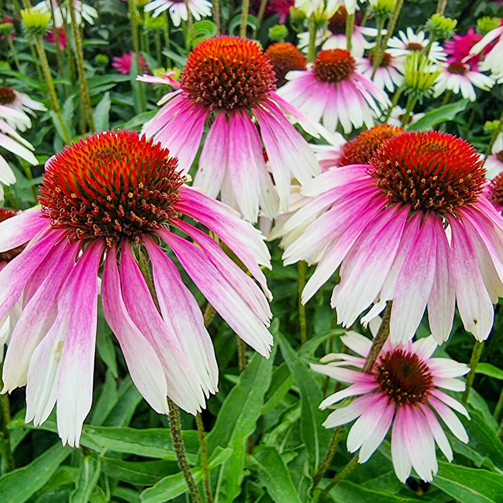 Coneflower Sombrero White-Purple - Image 2