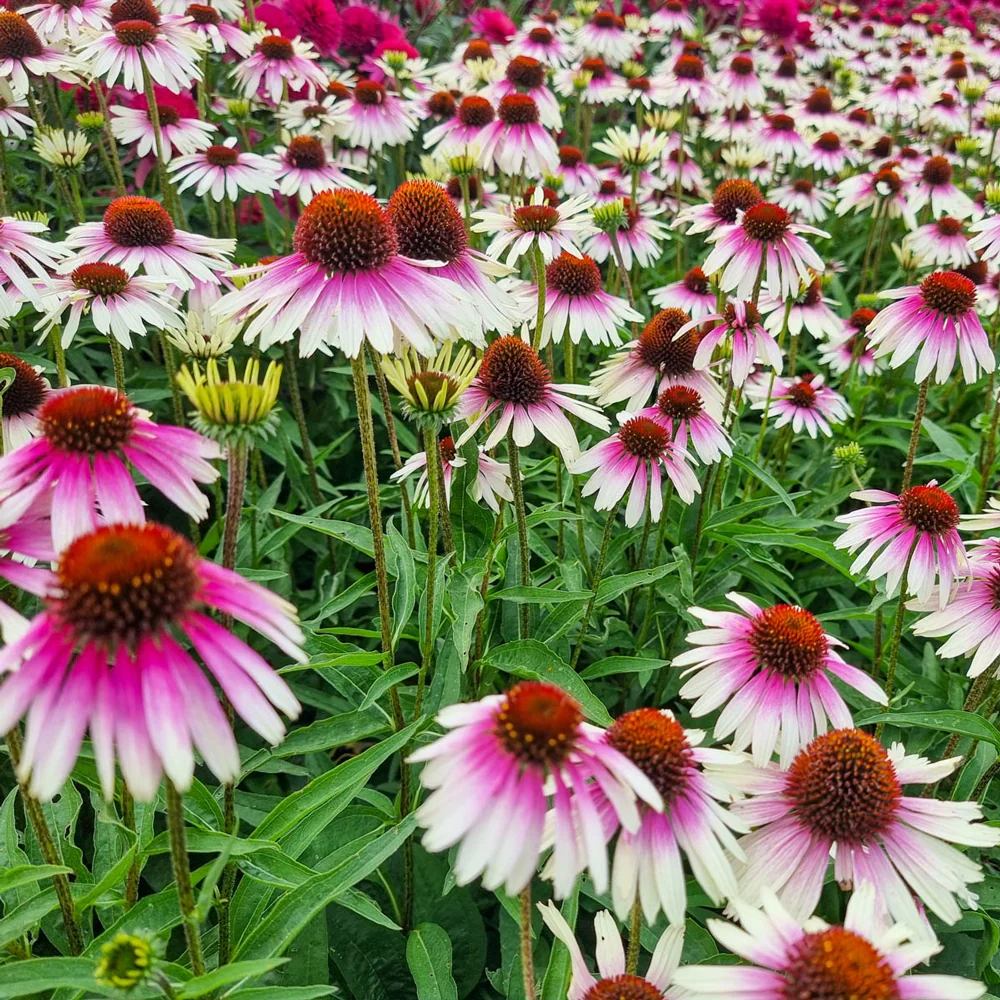 Coneflower Sombrero White-Purple - Image 3
