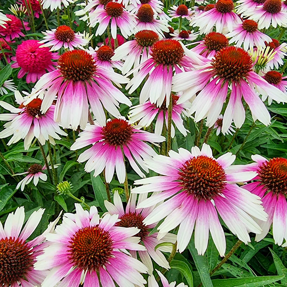 Coneflower Sombrero White-Purple - Image 4