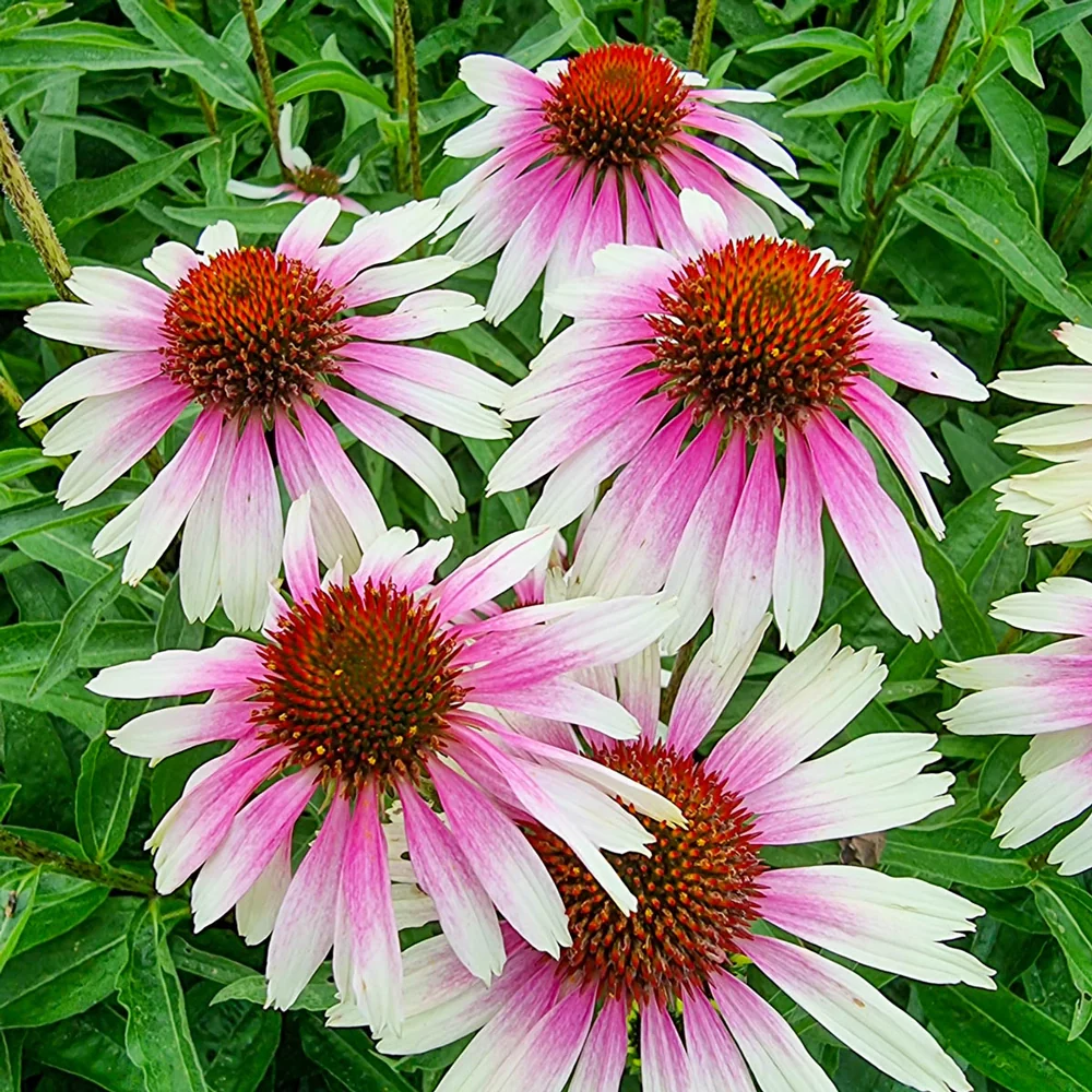 Coneflower Sombrero White-Purple - Image 5
