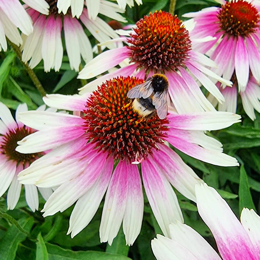 Coneflower Sombrero White-Purple - Image 6