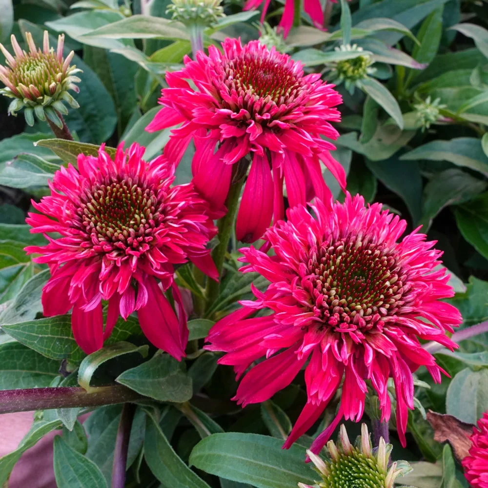 Coneflower SunSeekers Double Scoop Raspberry