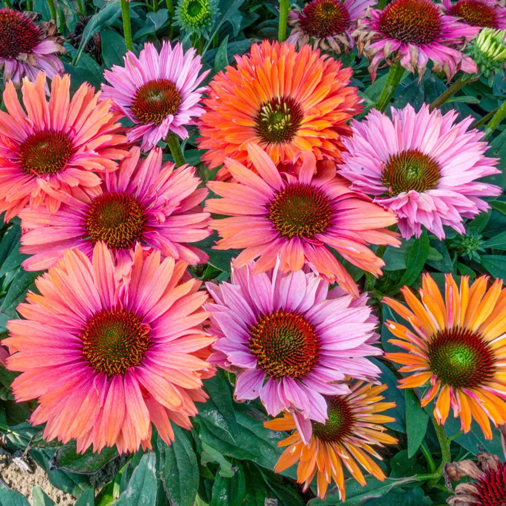 Coneflower SunSeekers Rainbow - Image 2