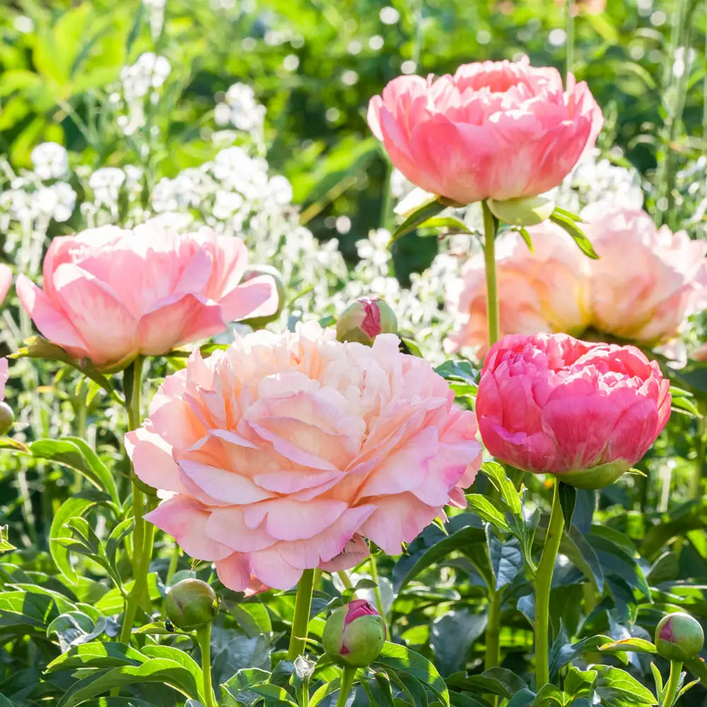 Peony Coral Sunset - Image 4