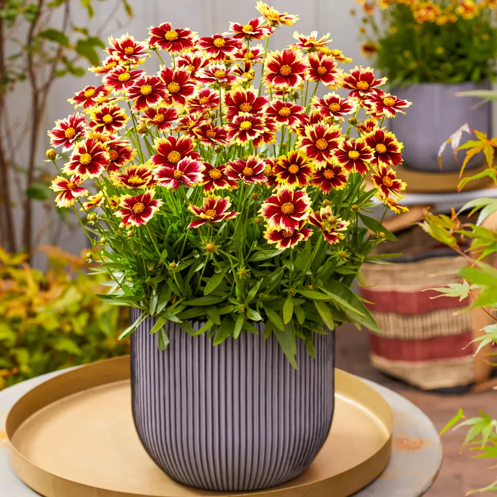 Coreopsis Solar Fancy - Image 3