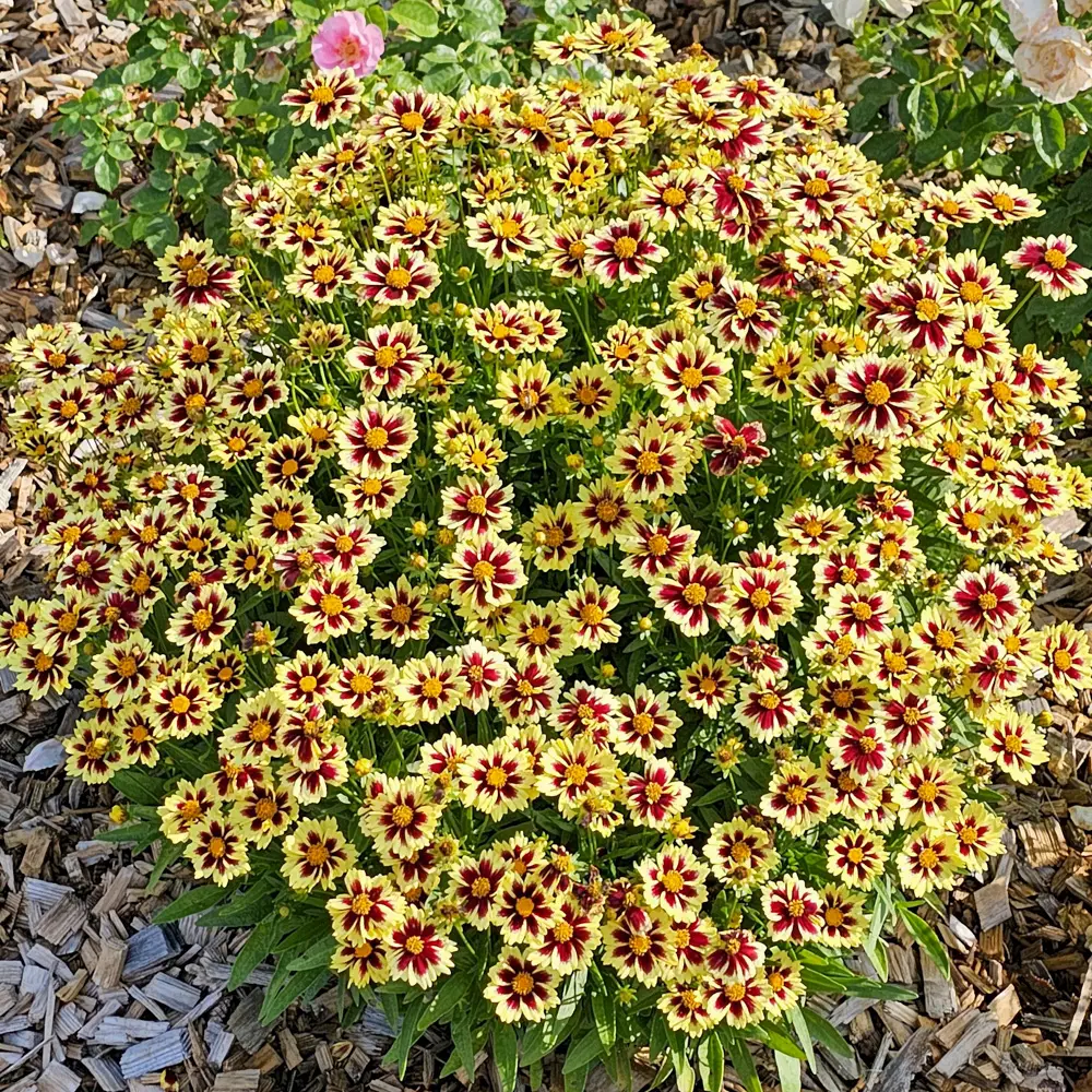 Coreopsis Solar Fancy - Image 4