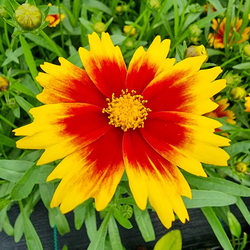 Coreopsis Solar Jewel - Image 3