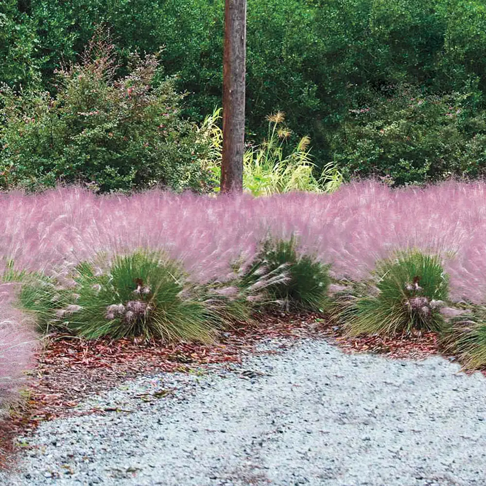 Cotton Candy Ornamental Grass