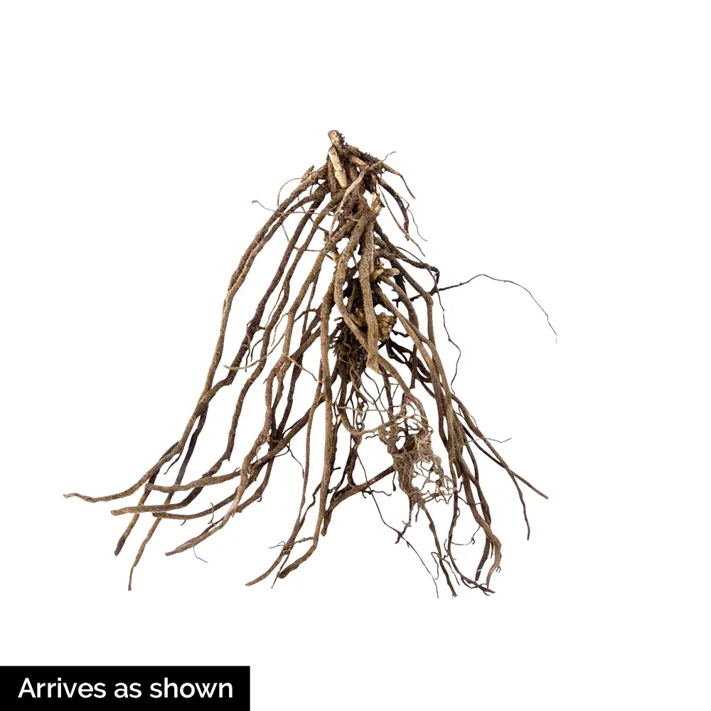 Creeping Phlox Mixture - Image 7