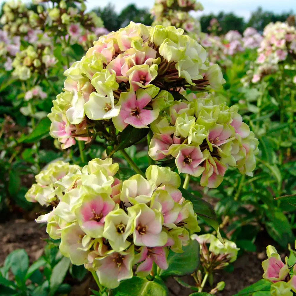 Hardy Tall Phlox Crème de la Crème - Image 2