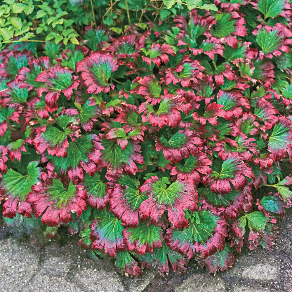 Mukdenia Crimson Fans