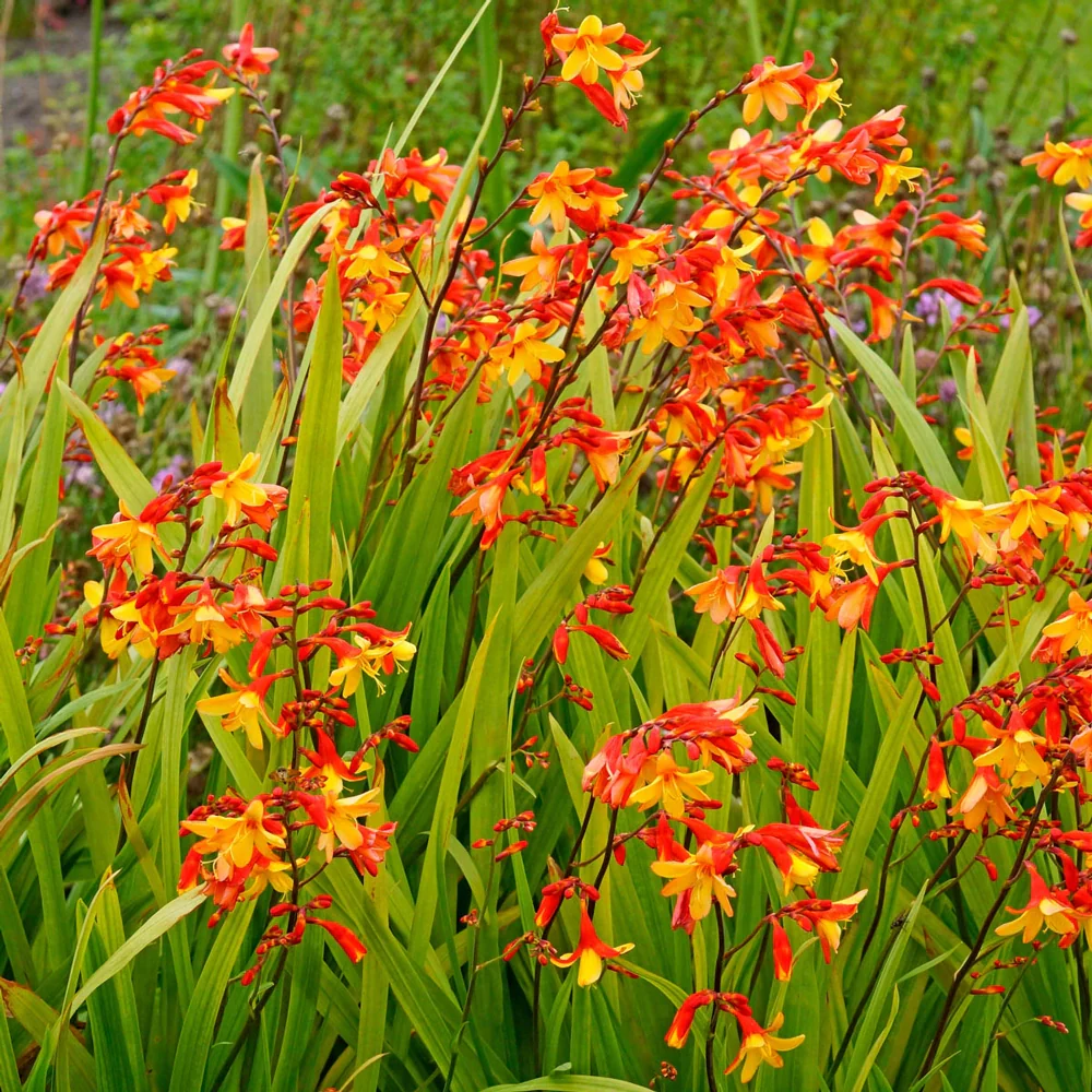 Crocosmia Harlequin - Image 2