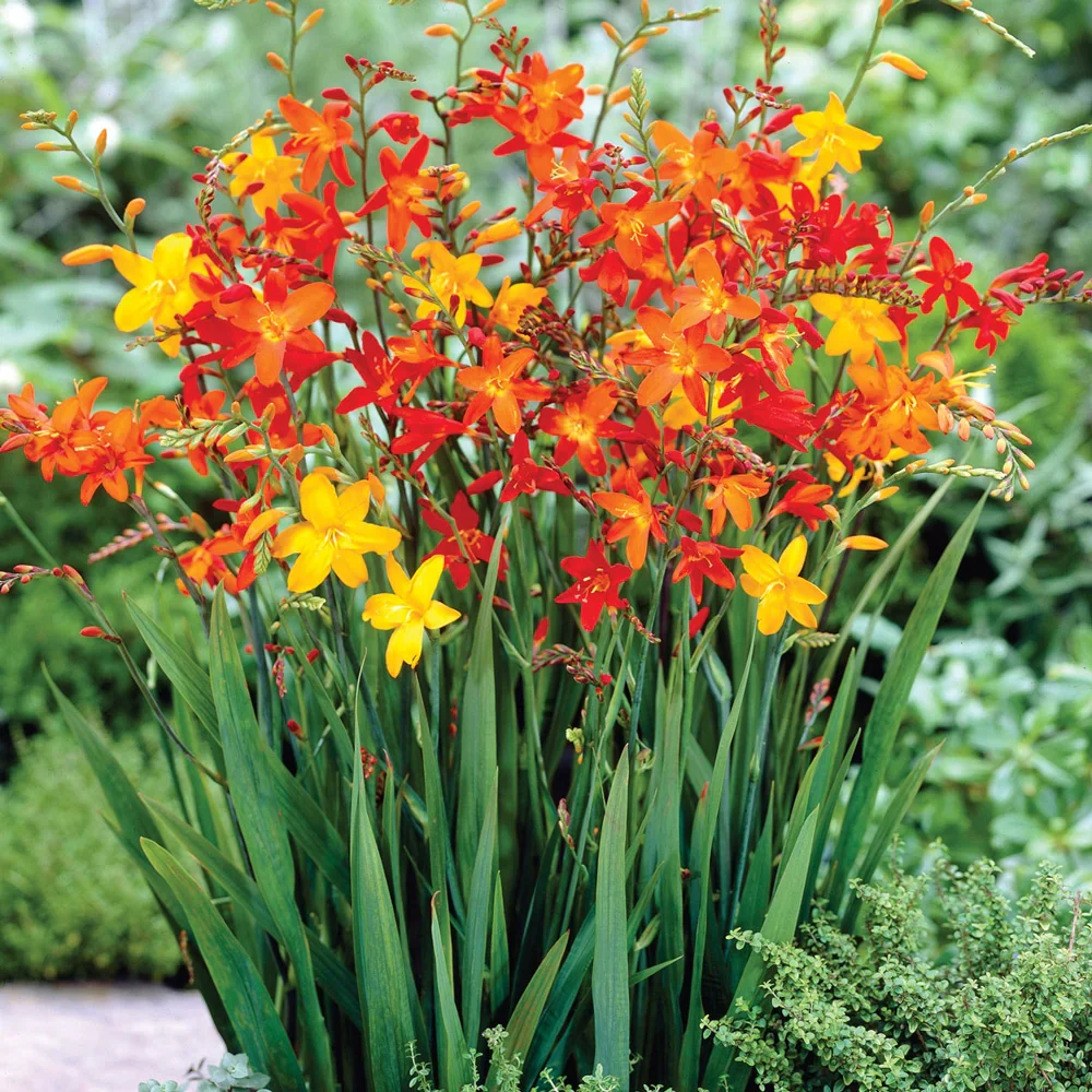 Crocosmia Mix - Image 2