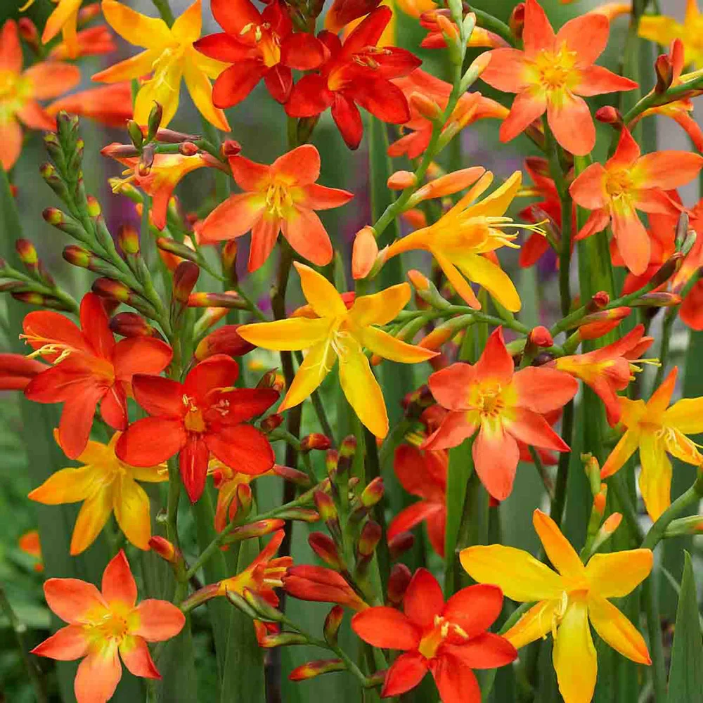 Crocosmia Mix - Image 5