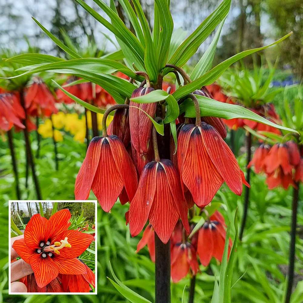 Crown Imperial Red Beauty
