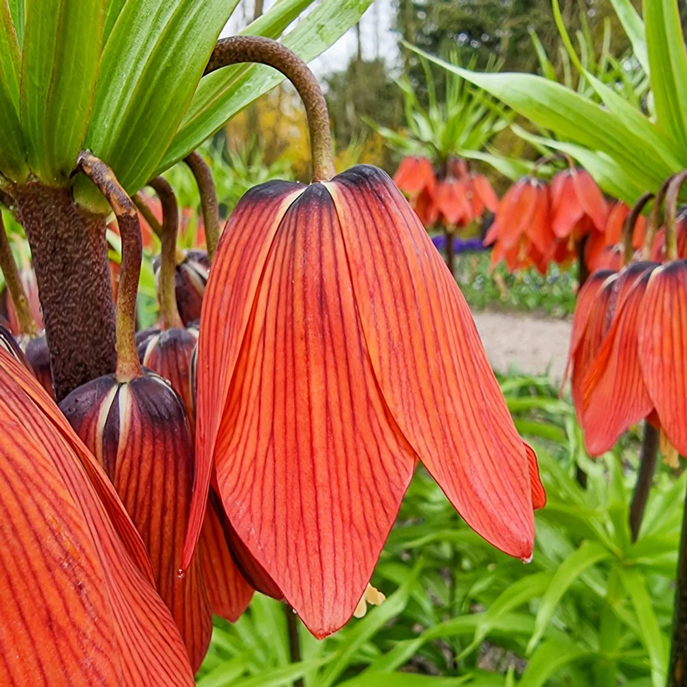 Crown Imperial Red Beauty - Image 3