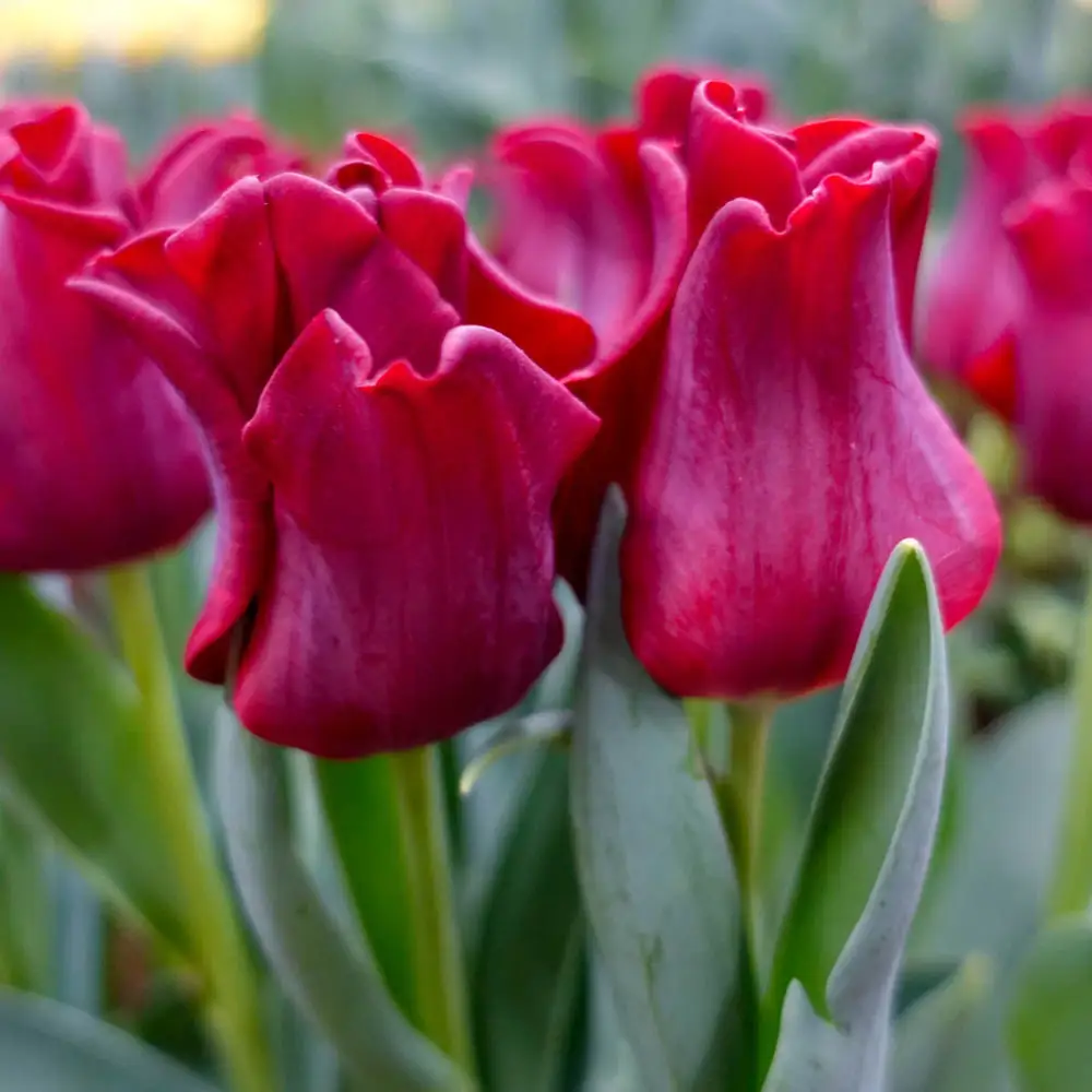 Crown Tulip Red Dress - Image 2