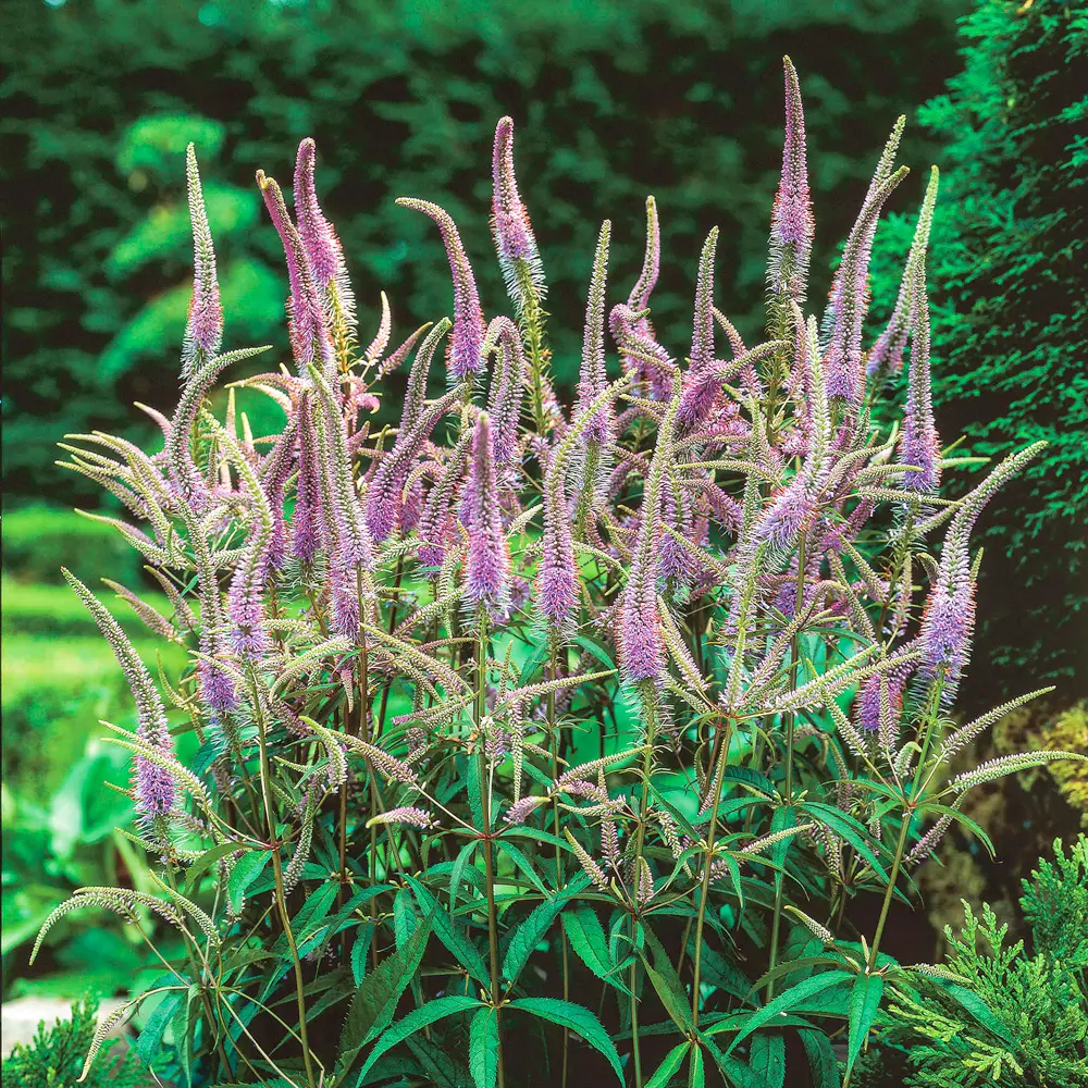 Culver's Root Fascination - Image 3