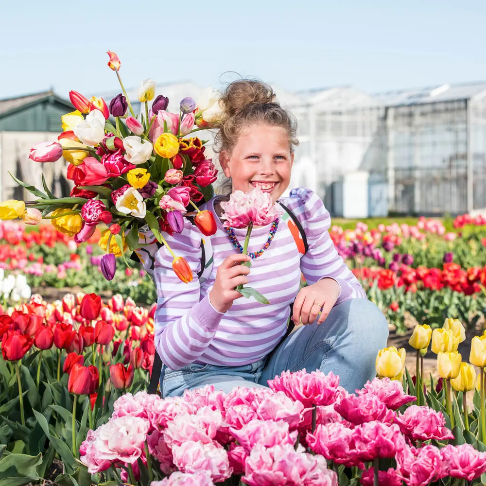 Cutflower Tulip Mix - Image 2