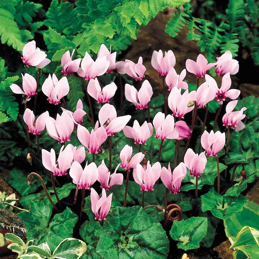 Hardy Fall Blooming Cyclamen (Cyclamen hederifolium) - Image 3