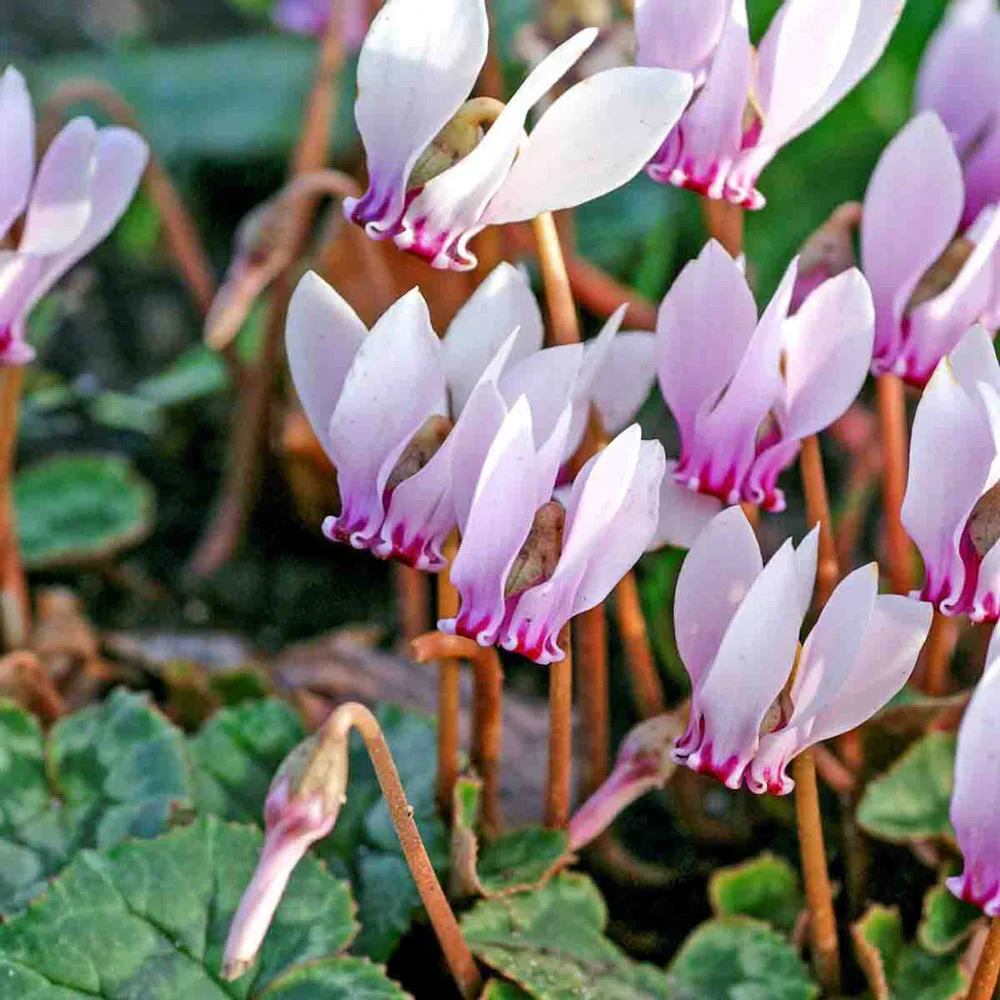 Hardy Fall Blooming Cyclamen (Cyclamen hederifolium) - Image 4