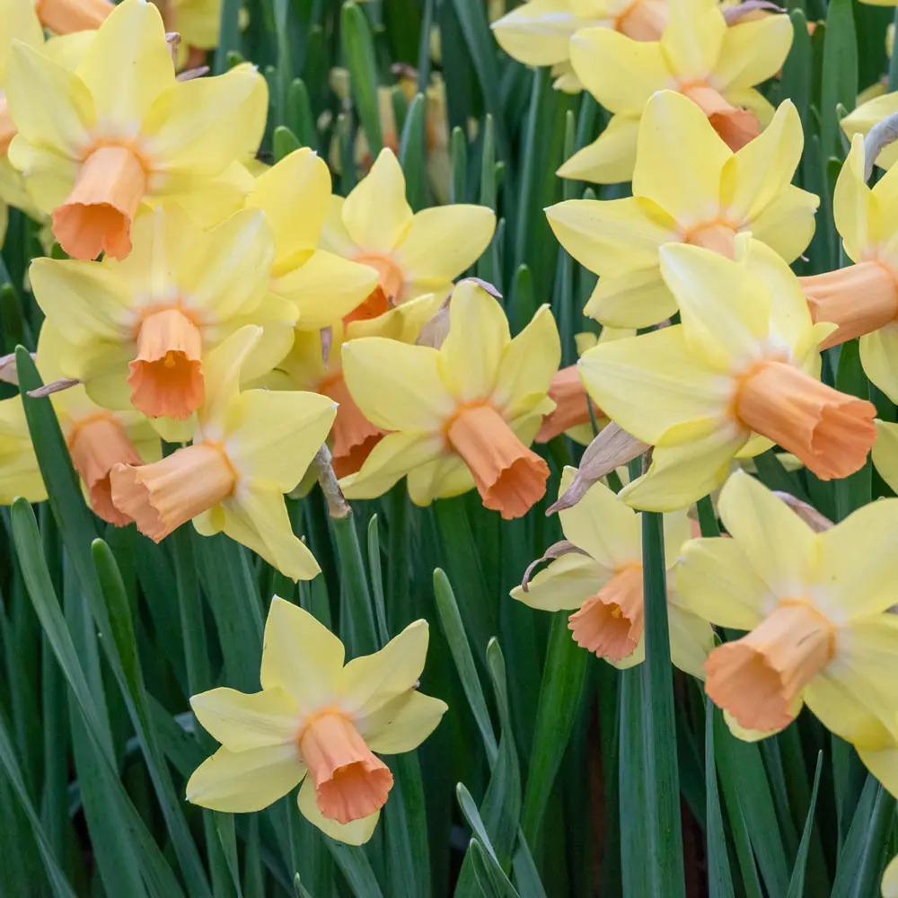 New Daffodils