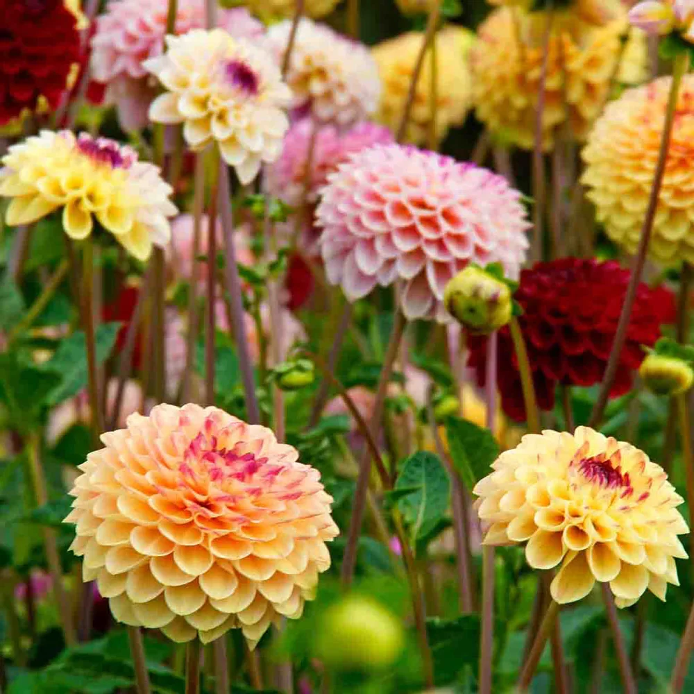 Dahlia Jill Mixed - Image 3