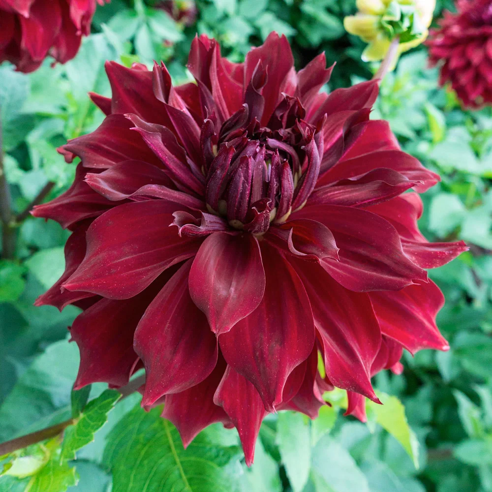 Dinnerplate Dahlia Mingus Alex - Image 2