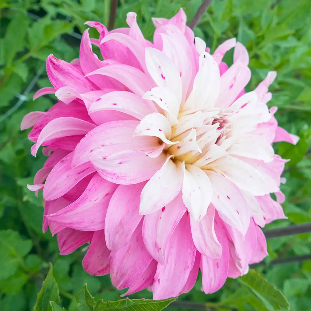 Dahlia Pink Petticoat - Image 2